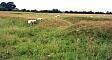 The earthworks of a medieval manorial site in Horningtoft  © Norfolk Museums & Archaeology Service
