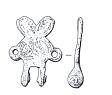Suspension plate from a medieval horse harness pendant  © Norfolk Museums & Archaeology Service
