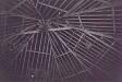 The interior of the roof of Octagon Barn, an octagonal engine shed in the grounds of Manor Farm, Little Plumstead  © Norfolk Museums & Archaeology Service