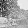 Fritton Decoy Duck Pond.  © Courtesy of Norfolk County Council Library and Information Service.