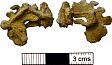 Medieval pilgrim badge from NHER 41348  © Norfolk County Council