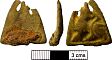 Late Saxon/medieval stirrup strap mount from NHER 28829  © Norfolk County Council