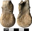 Medieval ampulla from NHER 36232  © Norfolk County Council